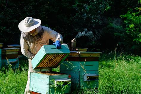 Beehive Inspection A Comprehensive Guide Beekeepclub