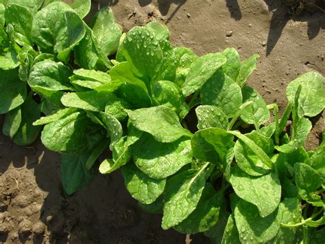 Growing Spinach All The Top Tips For Success