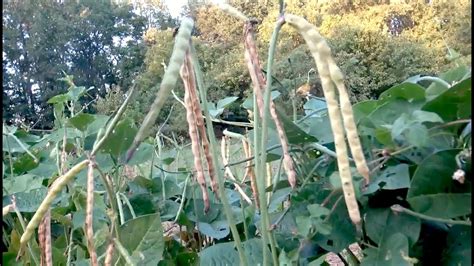 Black Eyed Peas Growing And Taste Testing Oag Youtube