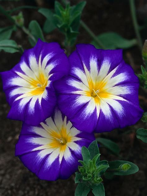 Our Favorite Purple Annual Flowers Artofit