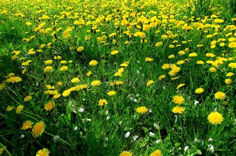 Spring Meadow With Yellow Flowers Dandelion Located Within The Grass