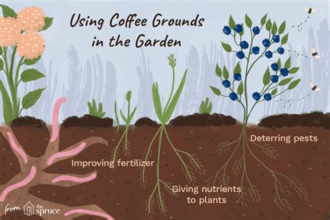 Freshly ground coffee — the stuff that's straight from the bag or the grinder and hasn't been soaked or brewed — is acidic and high in nitrogen. How to Use Coffee Grounds in Your Garden