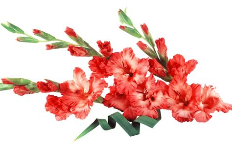 Red And White Gladiolus Flower Hd Wallpaper Wallpaper Flare
