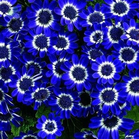 Us 116 50pcs Rare Blue Daisy Seeds
