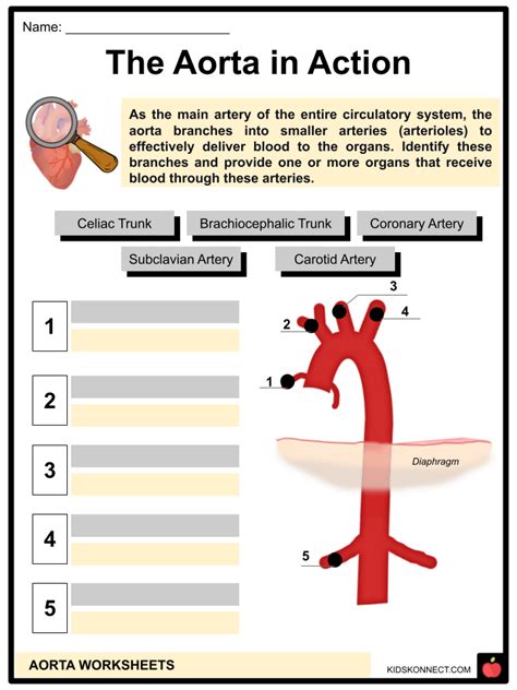 Aorta Facts And Worksheets Anatomy Function Circulation Diseases