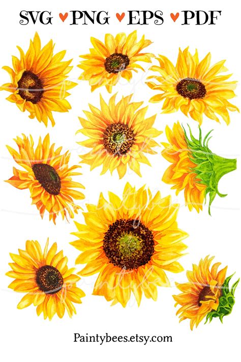 9 Watercolor Sunflowers Svg Floral Clipart 802495 Illustrations