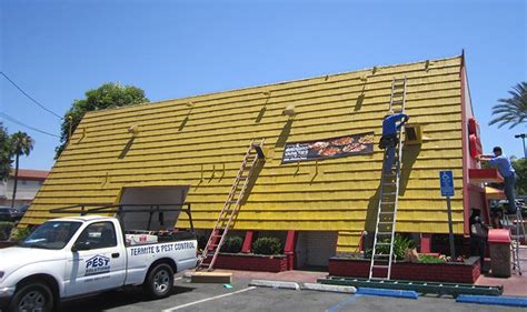 Treebark termite and pest control. Pest Solutions Termite & Pest Control in Los Angeles, CA