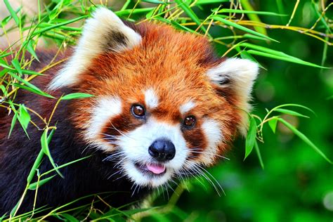 Beautiful Red Panda Native To The Eastern Himalayas And Southwestern