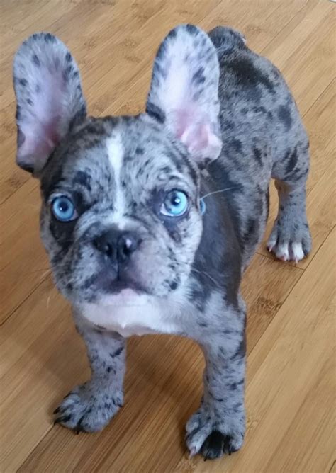 Merle, isabella and lilac french bulldogs cost more than brindle, fawn, white, brindle and white frenchies. Healthy french bulldogs that are owned by us, at Blue Wave ...