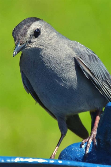 17 Beautiful Grey Birds With Pictures Video Video In 2021 Animal