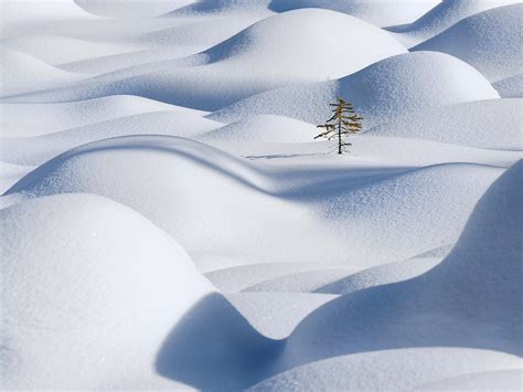Lone Tree In The Snow Waves Of Jasper National Park Alberta Canada