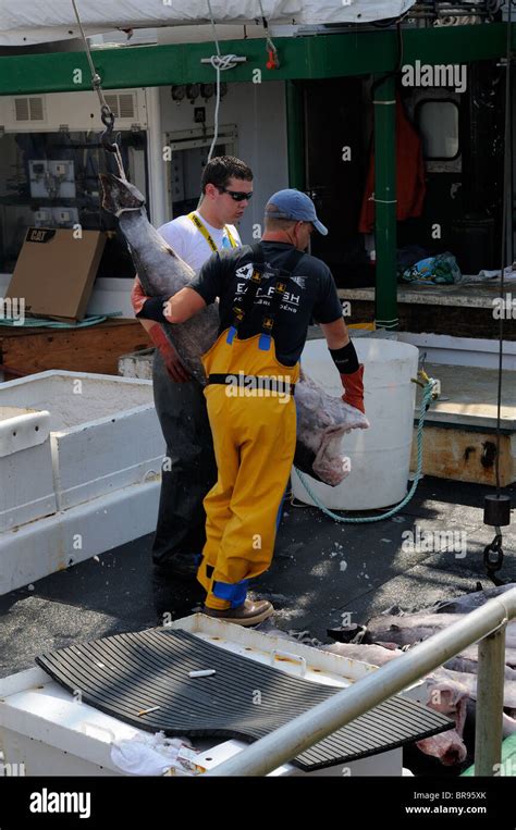 Un Loading Swordfish From The Hannah Boden Fishing Boat From The