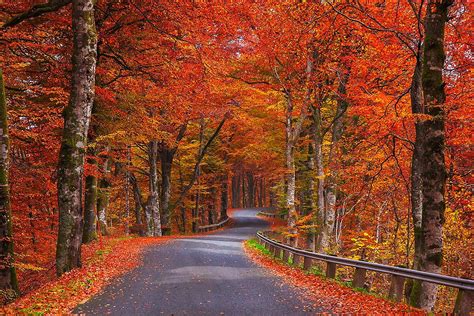 Nature Autumn Trees Foliage Road Sweden Wallpaper