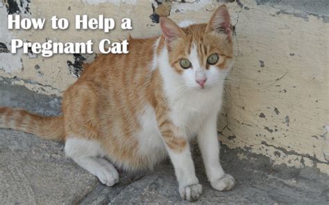 How To Help A Pregnant Cat Pregnant Cat Pregnant Cat Stages Cats