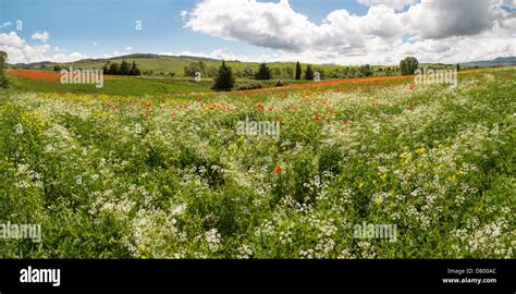 Panoramic View On A Wildflower Field In The Rolling Hills Of Tuscany