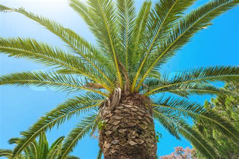 Big Palm Tree Stock Image Colourbox