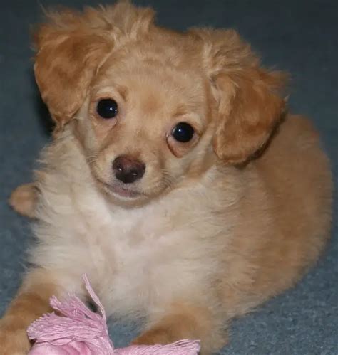 Chi Poo Chihuahua Poodle Mix Info Puppies Temperament Picture