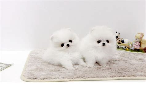 Home raised steacup pomeranian babies loving family pets and companions friendly, affectionate & healthy steacup pomeranian babies that steal your heart away! Adorable male and female Micro Teacup Pomeranian puppies for adoption for Sale in Walnut ...