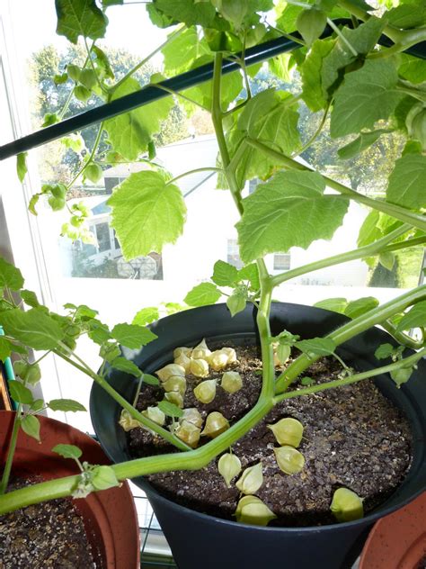 Usually after they fall from plant. Anita's Health Blog: Cossack Pineapple Ground Cherry tomatoes