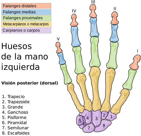 Esqueleto Humano Hueso De La Mano Esqueleto Humano Huesos Anatomia