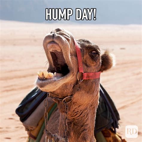 25 Hump Day Memes That Make Wednesdays Bearable Reader S Digest