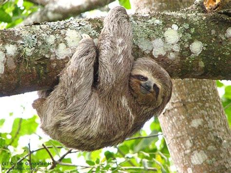7 Informative And Entertaining Fun Facts About Sloths