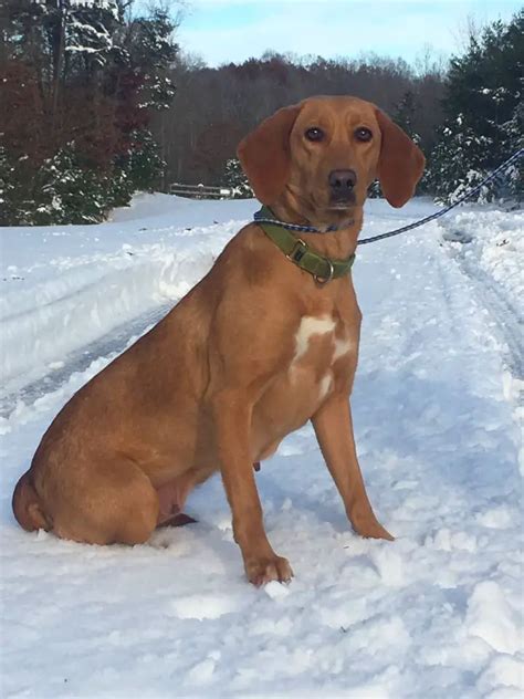 List Of Popular Coonhound Mixes With Pictures