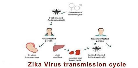 Transmission Cycle Of Zika Virus Download Scientific Diagram