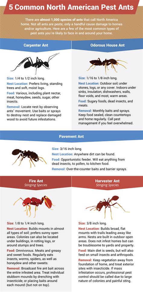 How To Get Rid Of Ants In Your Home Gimme Info