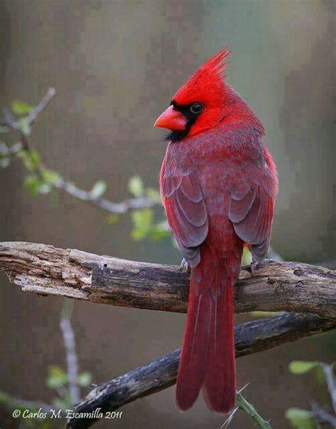 Gorgeous Cardinal Indiana State Bird Cardinal Birds Red Birds
