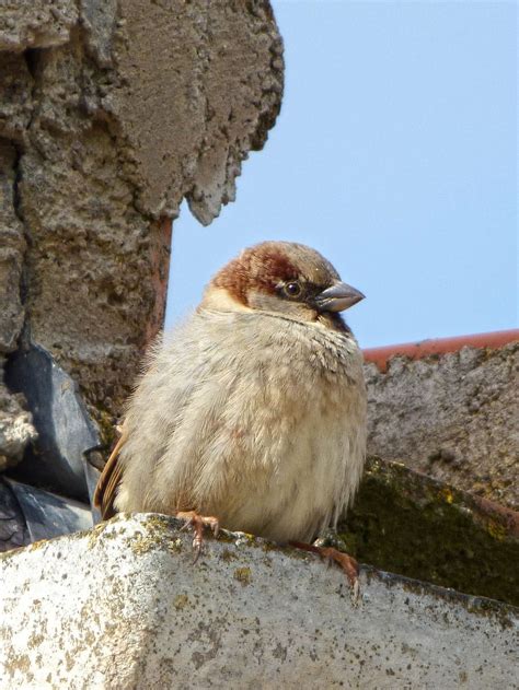 Hd Wallpaper Sparrow Roof Drain Bird Lookout One Animal Animal