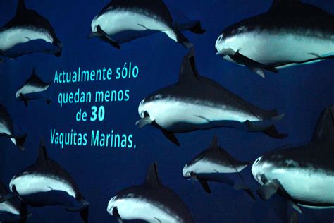Conocemos muchos cetáceos alrededor del mundo, pero ¿conoces a los que solo viven en méxico?, la vaquita marina es un cetáceo que solo vive en el mar de cort. Vaquita marina, historia de extinción que no debe ...