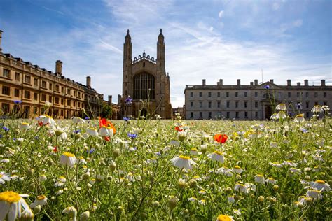 Stunning Images Of Wild Flowers Blooming At Kings College Cambridge