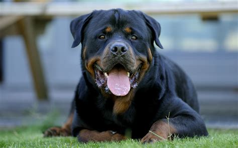 Rottweiler Wallpapers Pictures Images