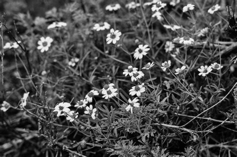 Wildflowers Wild Flowers Black And White Plants