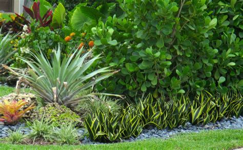 South Florida Landscaping Ideas Tropical Landscape Miami By