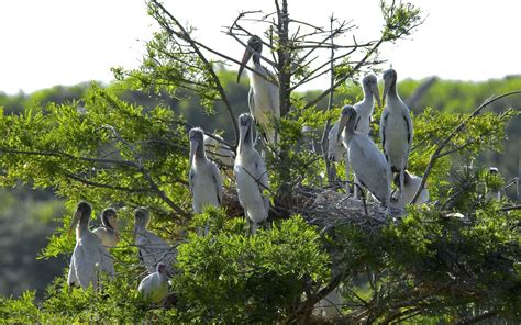 Ten Large White Birds Sit In A Tree Top Around A Large Georgia Coast