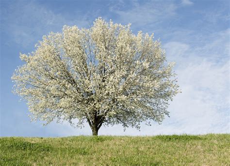 15 Plants Never To Grow In Your Yard Bradford Pear Tree