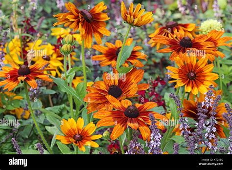 Rough Garden Sonnenhut Rudbeckia Hirta Cappuccino Stock Photo Alamy