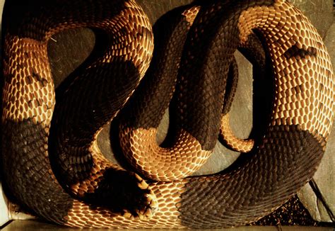 Egyptian Cobra Facts And Pictures