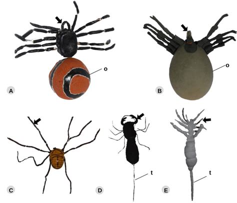 Modeling With Representatives Of The Phylum Arthropoda Subphylum