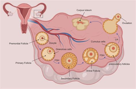 Ovulation Follicle