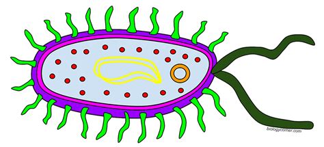 Color A Typical Prokaryote Cell