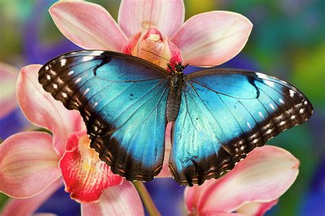 Tropical Butterfly The Blue Morpho Open Photograph By