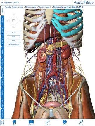 Bellows and accordions have evolved over many years as a way to move air under. App Review: Visible Body 3D Human Anatomy Atlas for iPad 2 | Medgadget