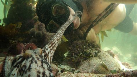 The documentary sheds light on craig and the octopus over its lifespan of. Watch: Stunning journey for filmmaker in 'My Octopus ...