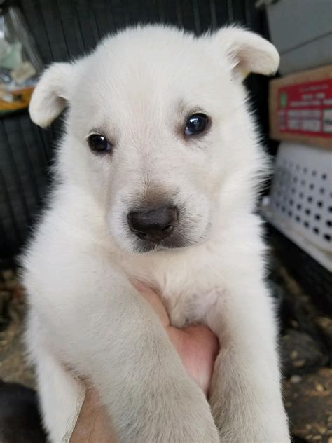 Our Adorable Snowcloud German Shepherd Puppies For Sale Are 5 Weeks Old