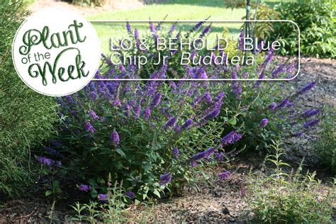 Maybe you would like to learn more about one of these? Gratuit Blue Chip Butterfly Bush Companion Plants ...