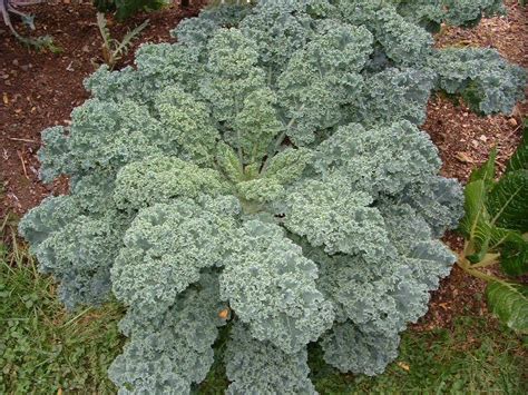 Growing Winter Vegetables For A Cool Gardening Experience