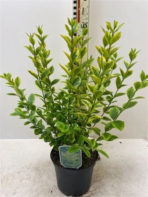 Ligustrum Ovalifolium Aureum — Plant Wholesale Floraccess